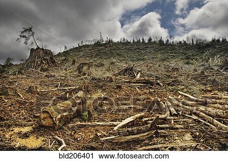 Deforested Area View Large Photo Image Stock Image - Deforested Area. Fotosearch