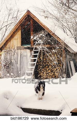 Stock Photo - Dog standing in snowy backyard. Fotosearch