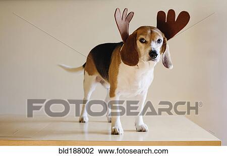 Dog wearing reindeer horns View Large Photo Image Stock Image - Dog wearing reindeer horns. Fotosearch