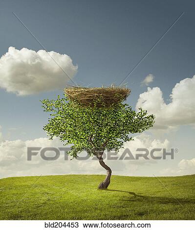 Stock Image - Empty bird's nest in tree. Fotosearch