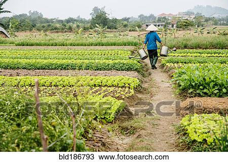 Stock Image - Farmer carrying water in rural crop field. Fotosearch
