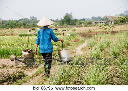 Farmer carrying water in rural crop field View Large Photo Image Stock Photography - Farmer carrying water in rural crop field. Fotosearch