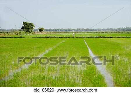 Stock Image - Farmer walking in rural rice field. Fotosearch
