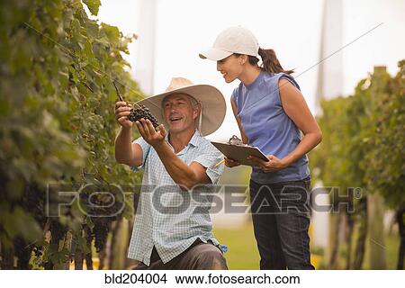 Picture - Farmers working in vineyard. Fotosearch
