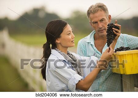 Farmers working in vineyard View Large Photo Image Stock Photograph - Farmers working in vineyard. Fotosearch