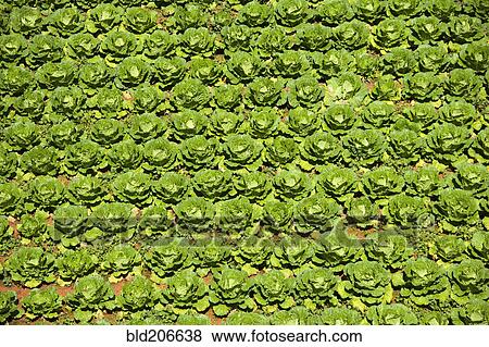 Stock Photo - Field of Cabbage. Fotosearch