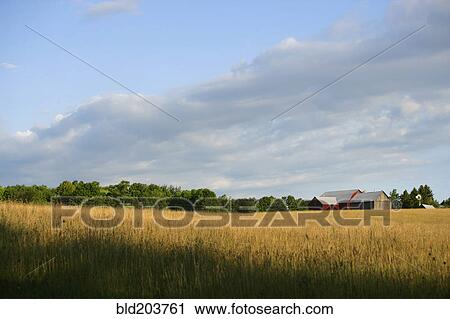 Stock Image - Field of wheat under blue sky. Fotosearch