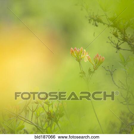 Stock Photograph - Flowers growing in garden. Fotosearch