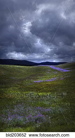 Flowers growing in rural field under storm clouds View Large Photo Image Stock Image - Flowers growing in rural field under storm clouds. Fotosearch