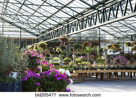 Stock Photo - Flowers in plant nursery. Fotosearch