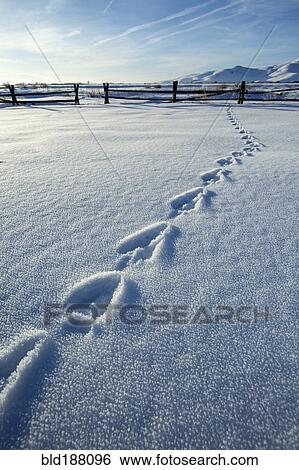 Stock Photograph - Footprints in snowy farm field. Fotosearch