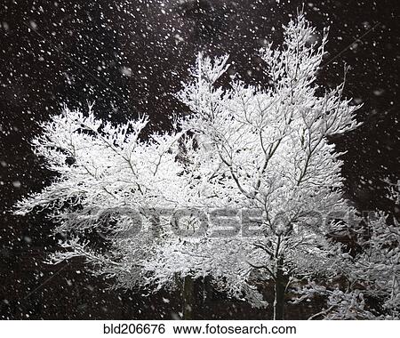 Stock Photograph - Freshly Falling Snow and an Illuminated Tree. Fotosearch