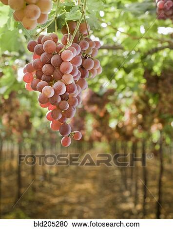 Stock Image - Grapes on Vine in Vineyard. Fotosearch