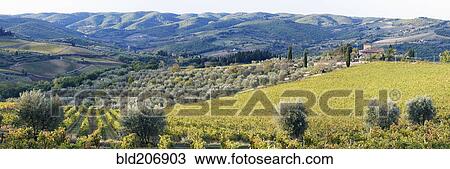 Stock Image - Grapevines and Olive Trees. Fotosearch