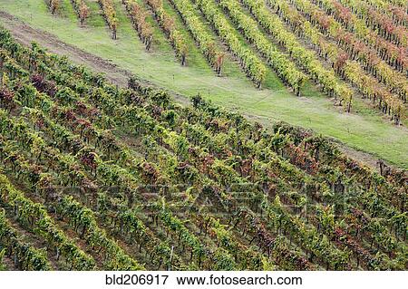 Grapevines in Fall Colors View Large Photo Image Stock Photo - Grapevines in Fall Colors. Fotosearch