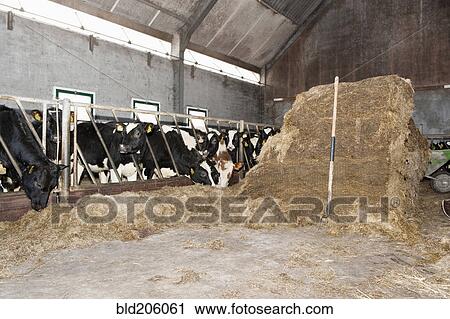 Stock Image - Heifers in a dairy stable, with small hay stack and pitch fork. Fotosearch