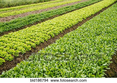 Picture - High angle view of plants growing in crop field. Fotosearch