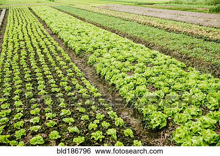 Stock Photograph - High angle view of plants growing in crop field. Fotosearch