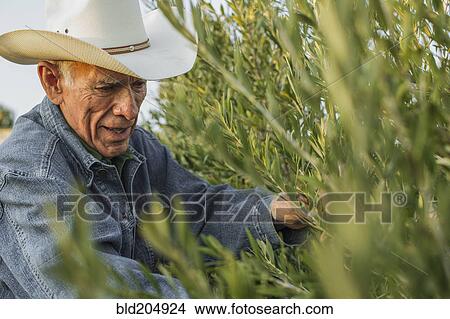 Hispanic farmer working in vineyard View Large Photo Image Picture - Hispanic farmer working in vineyard. Fotosearch