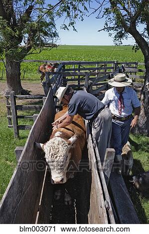 Stock Image - Hispanic farmhands working with livestock. Fotosearch