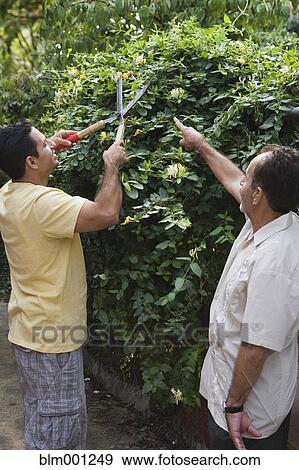 Stock Photo - Hispanic father and son pruning bush. Fotosearch