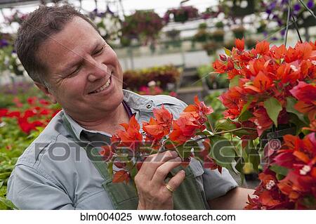 Hispanic man examining flower in nursery View Large Photo Image Stock Photography - Hispanic man examining flower in nursery. Fotosearch