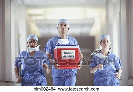 Hispanic medical professionals carrying human organ cooler View Large Photo Image Picture - Hispanic medical professionals carrying human organ cooler. Fotosearch
