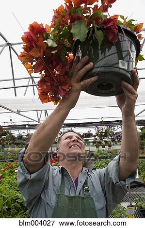 Hispanic nursery worker hanging potted plant View Large Photo Image Stock Photo - Hispanic nursery worker hanging potted plant. Fotosearch