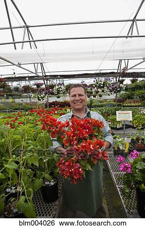 Stock Photograph - Hispanic nursery worker holding flower. Fotosearch