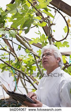 Stock Photo - Hispanic scientist examining plants in greenhouse. Fotosearch
