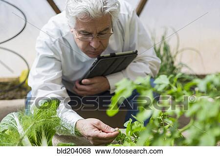 Hispanic scientist examining plants in greenhouse View Large Photo Image Stock Photo - Hispanic scientist examining plants in greenhouse. Fotosearch