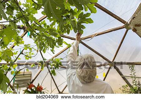 Stock Photo - Hispanic scientist examining plants in greenhouse. Fotosearch