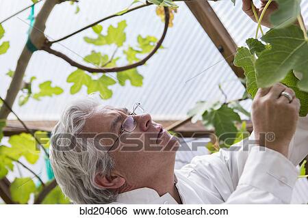 Stock Photograph - Hispanic scientist examining plants in greenhouse. Fotosearch