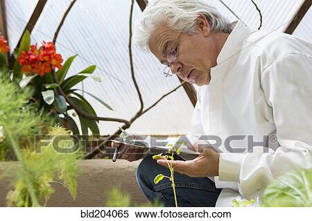 Stock Photography - Hispanic scientist examining plants in greenhouse. Fotosearch