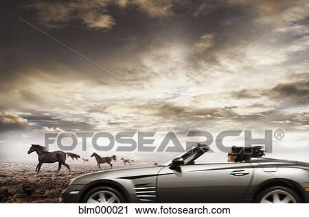 Stock Image - Hispanic woman driving convertible next to wild horses. Fotosearch