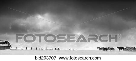 Stock Photo - Horses and wooden fence in snowy landscape. Fotosearch