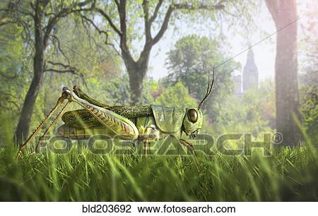 Stock Image - Illustration of cricket in grass. Fotosearch