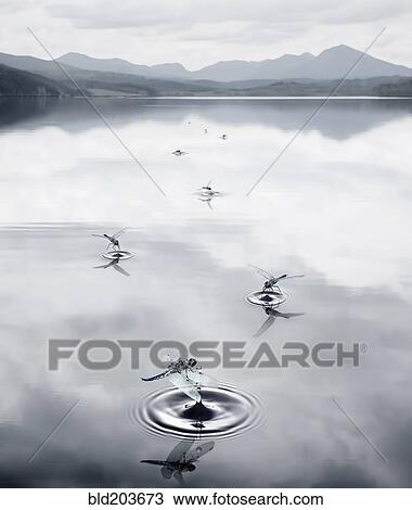 Stock Image - Insects making ripples in still rural lake. Fotosearch