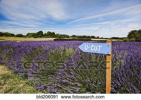Lavender peaks during the annual Sequim Lavender Fest View Large Photo Image Stock Image - Lavender peaks during the annual Sequim Lavender Fest. Fotosearch
