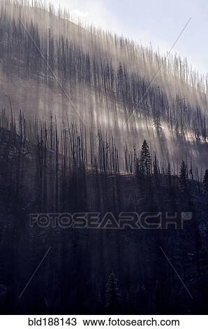 Stock Image - Low angle view of burned trees on rural mountainside. Fotosearch