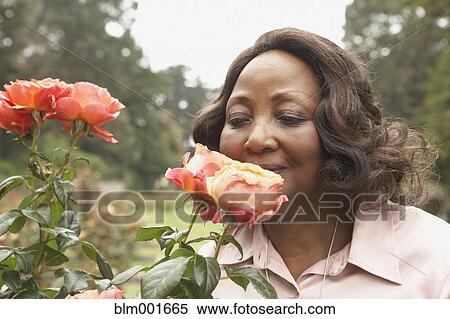 Middle-aged African woman smelling roses outdoors View Large Photo Image Stock Photography - Middle-aged African woman smelling roses outdoors. Fotosearch