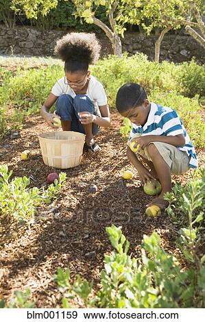 Stock Photo - Mixed race brother and sister gathering apples. Fotosearch