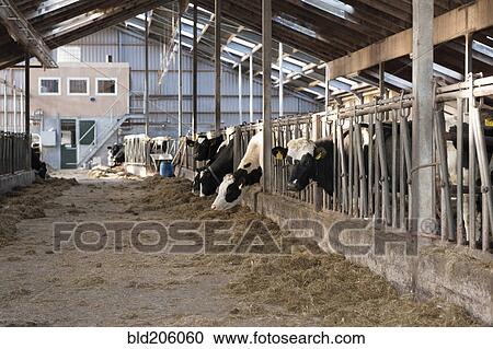 Stock Image - Modern dairy stable with several cows eating hay. Fotosearch