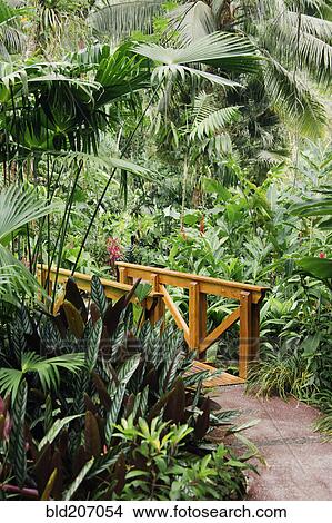 Picture - Pathway and Wooden Bridge in Forest. Fotosearch
