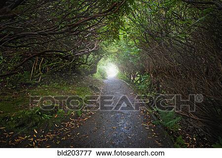 Paved road in forest View Large Photo Image Stock Photo - Paved road in forest. Fotosearch