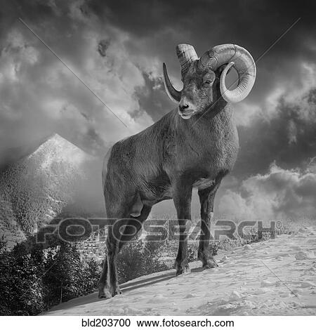 Ram climbing snowy mountain View Large Photo Image Stock Image - Ram climbing snowy mountain. Fotosearch