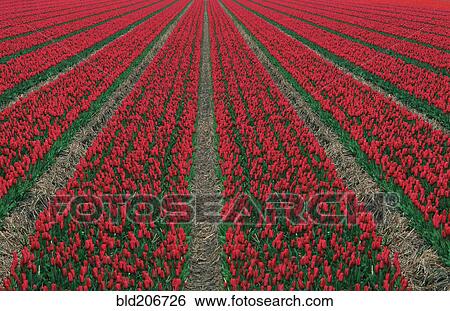 Stock Photograph - Red Tulips in Field. Fotosearch