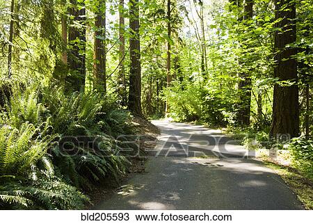 Stock Image - Road in Forest. Fotosearch