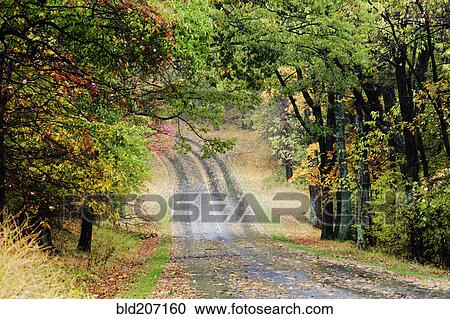 Stock Image - Road Through Forest. Fotosearch