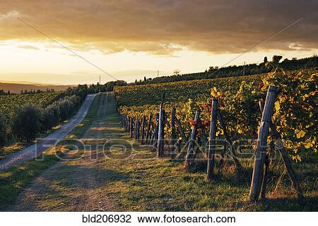Stock Image - Road Through Vineyard. Fotosearch